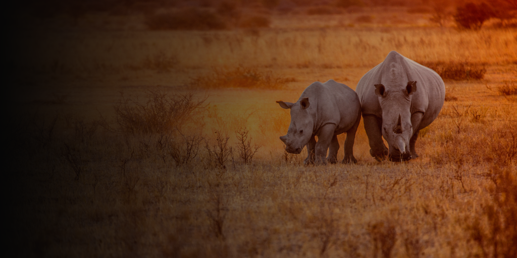 Mother and calf rhino in grassy field at sunset, protected by Ranger Guardians anti-poaching efforts in South Africa