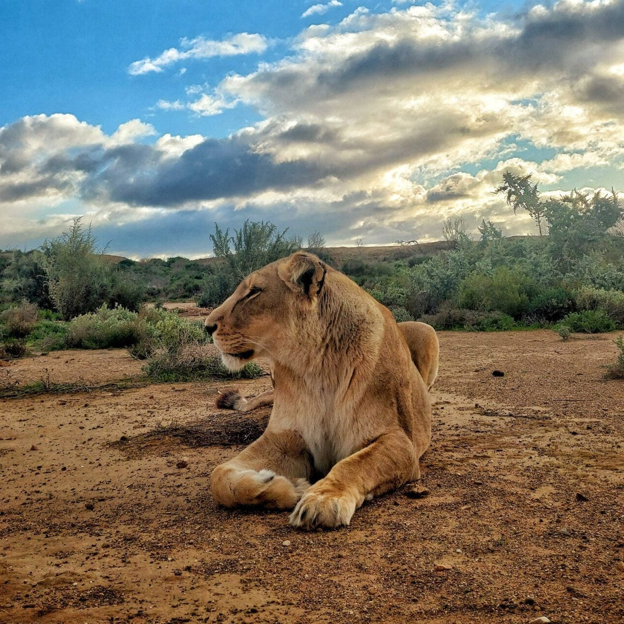 Lioness resting on sandy terrain under blue sky - Ready to make a difference with Ranger Guardians